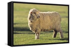 Whitefaced Sheep-DLILLC-Framed Stretched Canvas