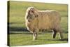 Whitefaced Sheep-DLILLC-Stretched Canvas