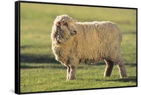 Whitefaced Sheep-DLILLC-Framed Stretched Canvas