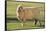 Whitefaced Sheep-DLILLC-Framed Stretched Canvas