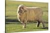 Whitefaced Sheep-DLILLC-Stretched Canvas