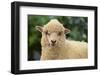 Whitefaced Sheep-DLILLC-Framed Photographic Print