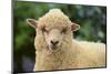 Whitefaced Sheep-DLILLC-Mounted Photographic Print