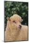 Whitefaced Sheep-DLILLC-Mounted Photographic Print