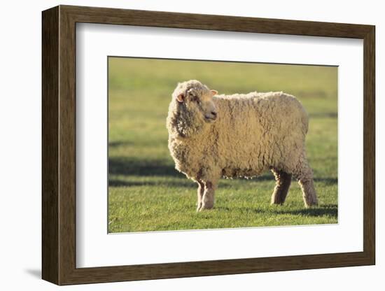 Whitefaced Sheep-DLILLC-Framed Photographic Print