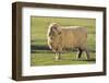 Whitefaced Sheep-DLILLC-Framed Photographic Print