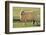 Whitefaced Sheep-DLILLC-Framed Photographic Print