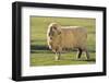 Whitefaced Sheep-DLILLC-Framed Photographic Print