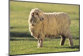 Whitefaced Sheep-DLILLC-Mounted Photographic Print