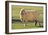 Whitefaced Sheep-DLILLC-Framed Photographic Print