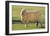 Whitefaced Sheep-DLILLC-Framed Photographic Print