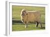 Whitefaced Sheep-DLILLC-Framed Photographic Print