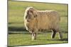 Whitefaced Sheep-DLILLC-Mounted Photographic Print