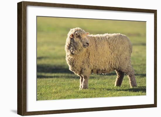 Whitefaced Sheep-DLILLC-Framed Photographic Print