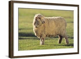 Whitefaced Sheep-DLILLC-Framed Photographic Print