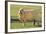 Whitefaced Sheep-DLILLC-Framed Photographic Print