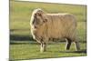 Whitefaced Sheep-DLILLC-Mounted Photographic Print