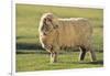 Whitefaced Sheep-DLILLC-Framed Photographic Print