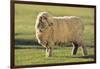 Whitefaced Sheep-DLILLC-Framed Photographic Print