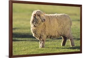 Whitefaced Sheep-DLILLC-Framed Photographic Print