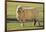 Whitefaced Sheep-DLILLC-Framed Photographic Print