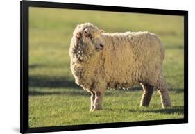 Whitefaced Sheep-DLILLC-Framed Photographic Print
