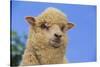 Whitefaced Woodland Sheep-DLILLC-Stretched Canvas
