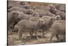 Whitefaced Woodland Sheep-DLILLC-Stretched Canvas