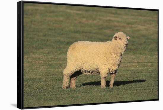 Whitefaced Woodland Sheep-DLILLC-Framed Stretched Canvas