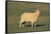 Whitefaced Woodland Sheep-DLILLC-Framed Stretched Canvas