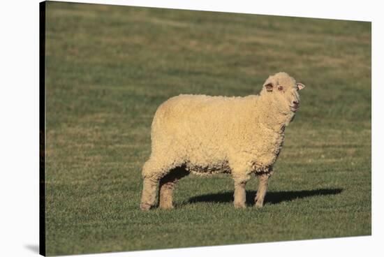 Whitefaced Woodland Sheep-DLILLC-Stretched Canvas