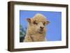 Whitefaced Woodland Sheep-DLILLC-Framed Photographic Print