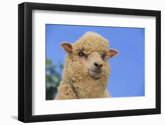 Whitefaced Woodland Sheep-DLILLC-Framed Photographic Print