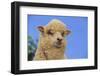 Whitefaced Woodland Sheep-DLILLC-Framed Photographic Print