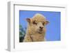 Whitefaced Woodland Sheep-DLILLC-Framed Photographic Print