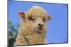 Whitefaced Woodland Sheep-DLILLC-Mounted Photographic Print