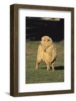 Whitefaced Woodland Sheep-DLILLC-Framed Photographic Print