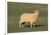 Whitefaced Woodland Sheep-DLILLC-Framed Photographic Print