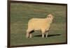 Whitefaced Woodland Sheep-DLILLC-Framed Photographic Print