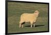 Whitefaced Woodland Sheep-DLILLC-Framed Photographic Print