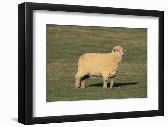 Whitefaced Woodland Sheep-DLILLC-Framed Photographic Print