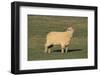 Whitefaced Woodland Sheep-DLILLC-Framed Photographic Print