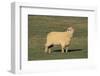 Whitefaced Woodland Sheep-DLILLC-Framed Photographic Print