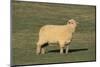 Whitefaced Woodland Sheep-DLILLC-Mounted Photographic Print