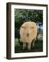 Whitefaced Woodland Sheep-DLILLC-Framed Photographic Print