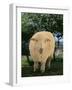 Whitefaced Woodland Sheep-DLILLC-Framed Photographic Print