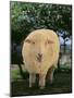 Whitefaced Woodland Sheep-DLILLC-Mounted Photographic Print