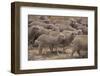 Whitefaced Woodland Sheep-DLILLC-Framed Photographic Print