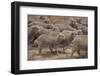 Whitefaced Woodland Sheep-DLILLC-Framed Photographic Print