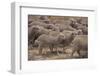 Whitefaced Woodland Sheep-DLILLC-Framed Photographic Print